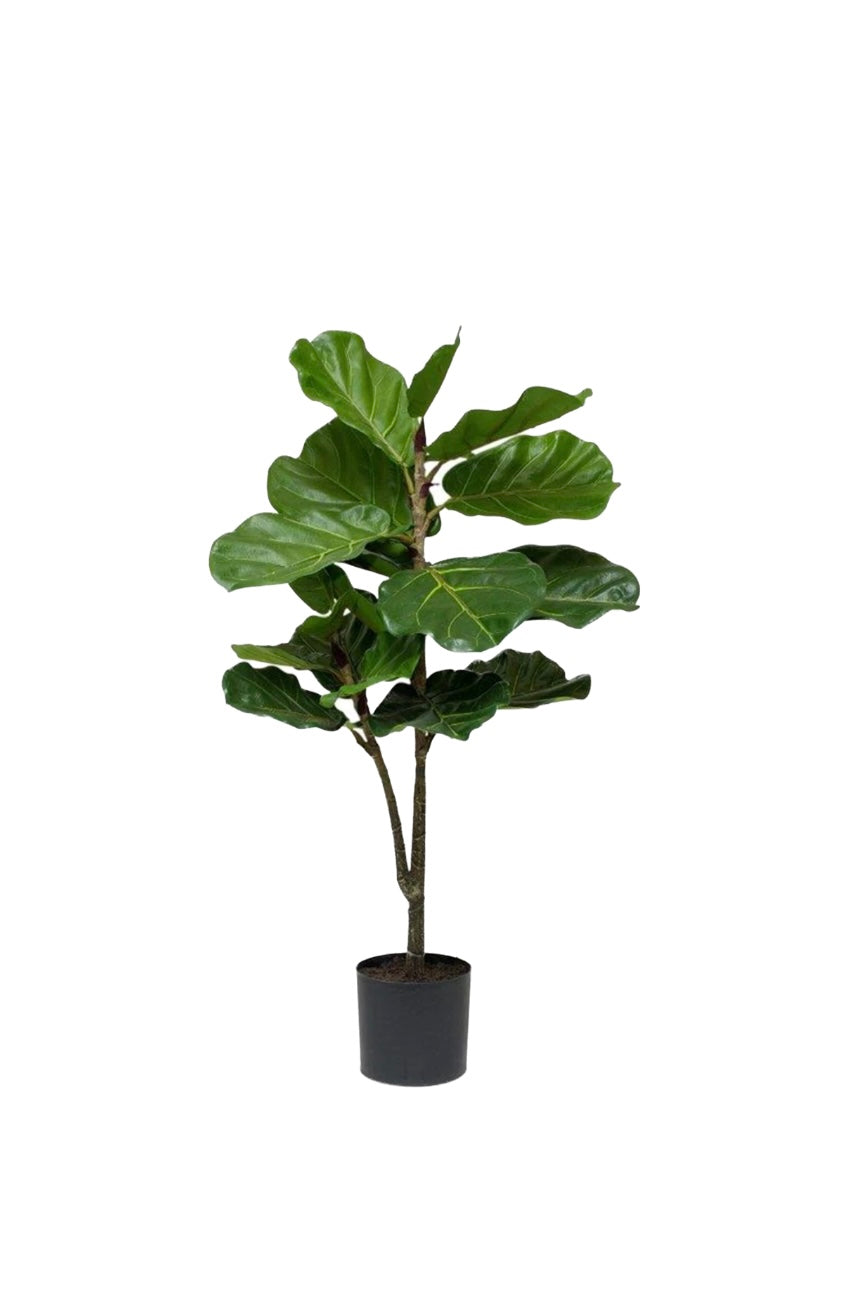 Faux Fiddle Fig